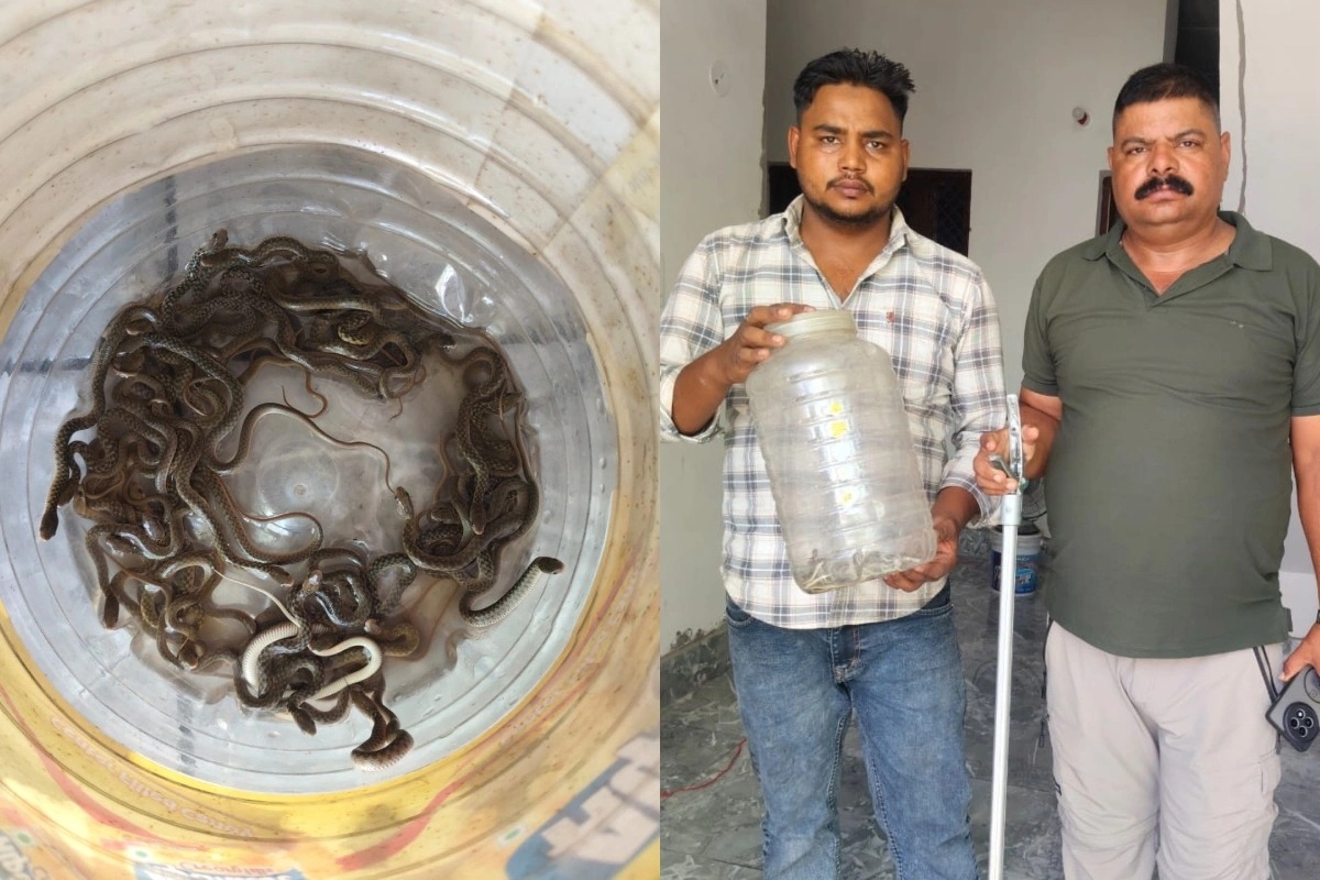 घरको खानेपानी ट्याङ्कीमा भेटिए २७ वटा सर्पका बच्चा