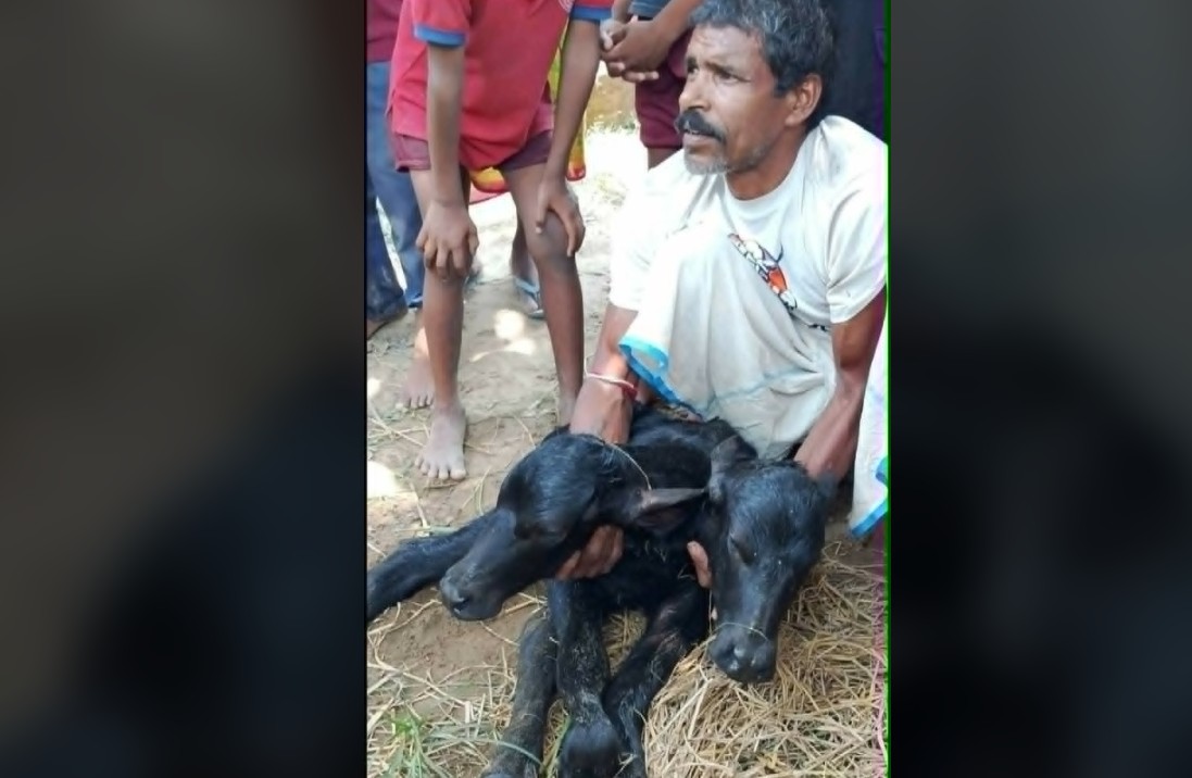 रौतहटमा दुर्लभ घटनाः दुई टाउको र दुई मुख भएको पाडो जन्मियाे