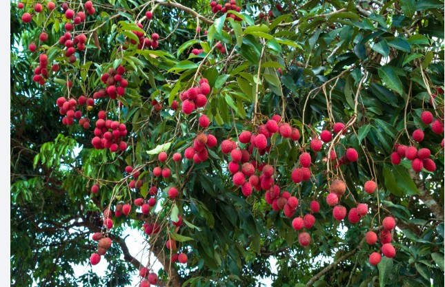 लिच्ची धेरै खाँदा बढनेछ माेटाेपना, बिग्रन सक्छ पाचन प्रणाली