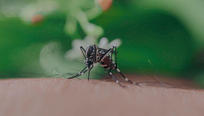केही मानिसहरूलाई अरूको तुलनामा लामखुट्टेले बढी टोक्छन्, यस्तो छ बैज्ञानिक कारण