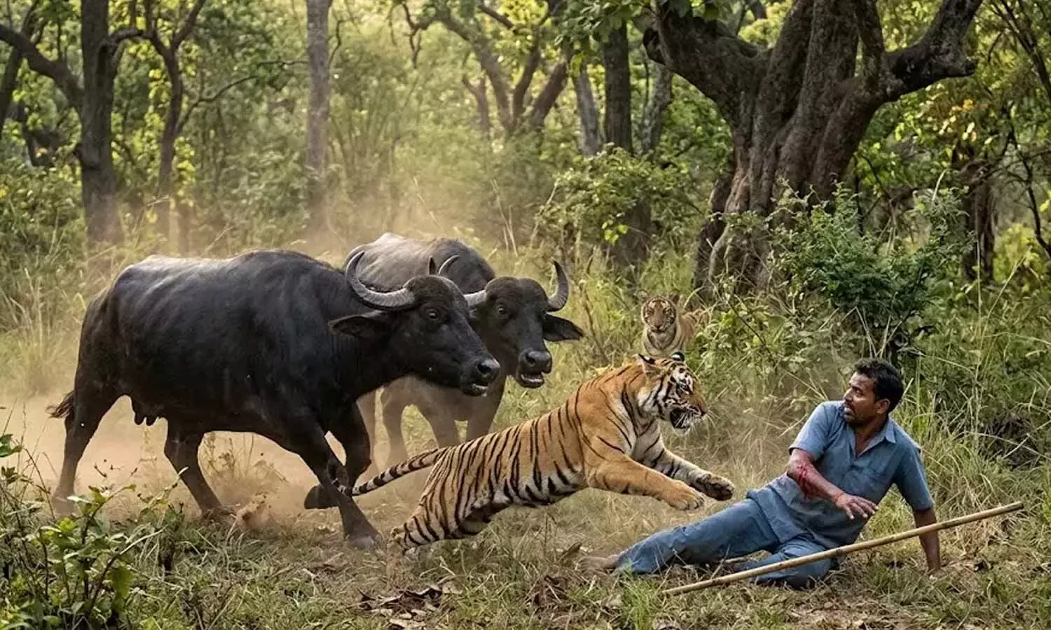 बाघसँग जुधेर भैँसीले जोगाए मालिकको ज्यान