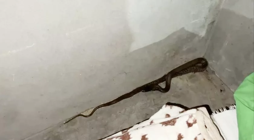 किरियापुत्री बसेकै कोठामा पस्यो गोमन सर्प